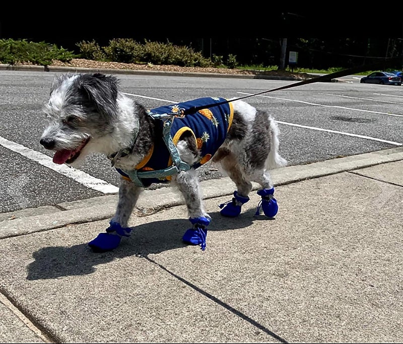 YAODHAOD Dog Shoes for Small Dogs, Puppy Dog Boots & Paw Protector for Winter Snowy Days, Anti-Slip Sole Dog Booties for Indoor Hardwood Floor 4PCS (Blue,Size: 6) - Image 2